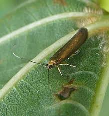 Attēlu rezultāti vaicājumam “Roeslerstammia erxlebella”