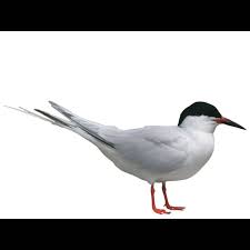 Image result for Sterna dougallii