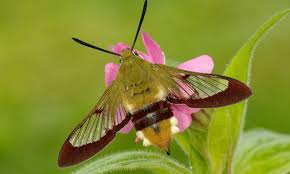 Image result for hawk moth