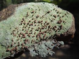 Attēlu rezultāti vaicājumam “Baeomyces rufus”