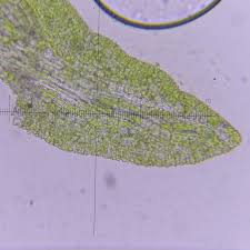 Attēlu rezultāti vaicājumam “Gyroweisia tenuis”