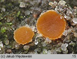 Attēlu rezultāti vaicājumam “Octospora humosa”