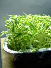 Image result for bean sprout