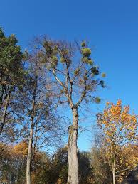 Attēlu rezultāti vaicājumam “Viscum album leaf”