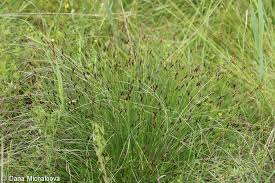 Attēlu rezultāti vaicājumam “Schoenus ferrugineus fruit”