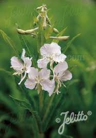 Image result for Epilobium angustifolium