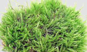 Attēlu rezultāti vaicājumam “Brachythecium salebrosum”