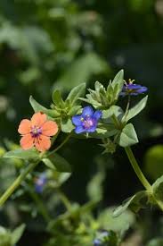 Image result for Anagallis arvensis
