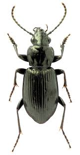 Attēlu rezultāti vaicājumam “Pterostichus melanarius”