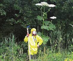 Attēlu rezultāti vaicājumam “Heracleum sosnowskyi fruit”