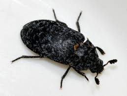 Attēlu rezultāti vaicājumam “Dermestes murinus”