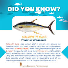 Image result for Thunnus albacares
