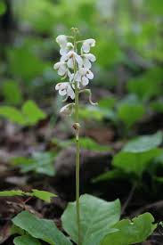 Attēlu rezultāti vaicājumam “Pyrolaceae”