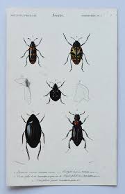 Attēlu rezultāti vaicājumam “Erotylidae”