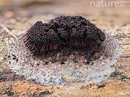 Attēlu rezultāti vaicājumam “Stemonitis flavogenita”