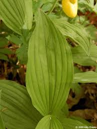 Attēlu rezultāti vaicājumam “Cypripedium calceolus leaf”