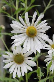 Image result for Leucanthemella serotina