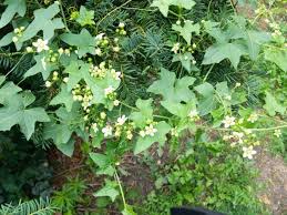 Attēlu rezultāti vaicājumam “Bryonia alba leaf”