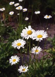 Attēlu rezultāti vaicājumam “Leucanthemum vulgare”
