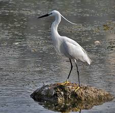 Image result for Egretta garzetta