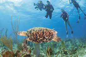 Image result for Three Seas Diving