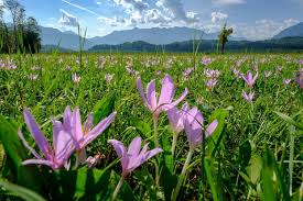 Image result for Herbstzeitlose