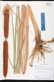 Attēlu rezultāti vaicājumam “Typhaceae”