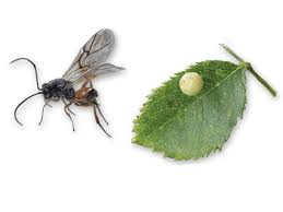 Attēlu rezultāti vaicājumam “Diplolepis eglanteriae”