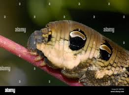 Attēlu rezultāti vaicājumam “Deilephila elpenor larva”