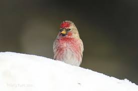 Attēlu rezultāti vaicājumam “Carduelis flammea male”