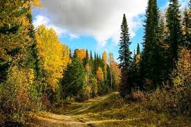 Image result for лес,