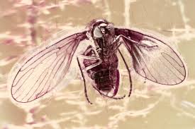 Attēlu rezultāti vaicājumam “Psychodidae”