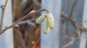 Attēlu rezultāti vaicājumam “Corylus avellana bud”