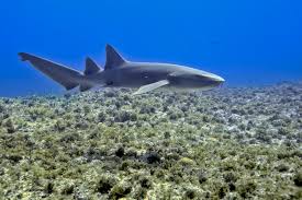 Image result for Ginglymostoma cirratum