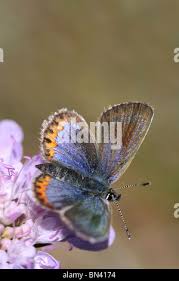 Attēlu rezultāti vaicājumam “Plebejus argus female”