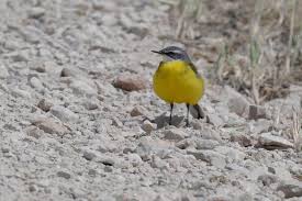 Attēlu rezultāti vaicājumam “Motacilla flava flava adult”