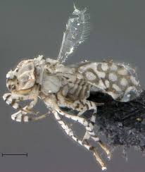 Attēlu rezultāti vaicājumam “Aleurochiton aceris nymph”