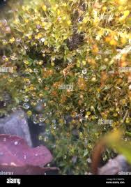 Attēlu rezultāti vaicājumam “Tortula truncata”