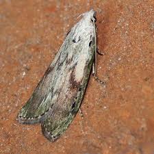 Attēlu rezultāti vaicājumam “Aphomia sociella female”