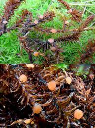 Attēlu rezultāti vaicājumam “Octospora splachnophila”