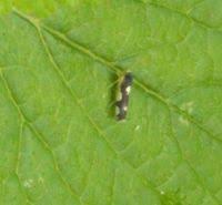 Attēlu rezultāti vaicājumam “Eupteryx vittata”