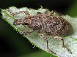 Attēlu rezultāti vaicājumam “Cleonis pigra”