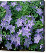 Image result for Campanula isophylla