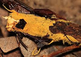 Attēlu rezultāti vaicājumam “Byssocorticium atrovirens”