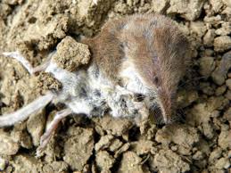 Attēlu rezultāti vaicājumam “Sorex araneus”