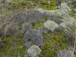 Attēlu rezultāti vaicājumam “Cladonia rangiferina”