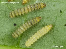 Attēlu rezultāti vaicājumam “Spilosoma lutea larva”