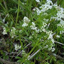 Image result for Galium aparine