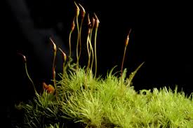 Attēlu rezultāti vaicājumam “Dicranum montanum sporophyte”