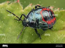 Attēlu rezultāti vaicājumam “Zicrona caerulea”